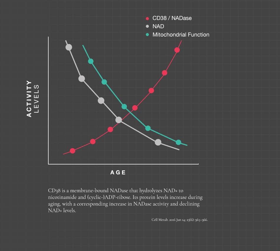 Nicotinamide adenine dinucleotide (NAD) levels decrease during aging and are involved in age-related metabolic decline.